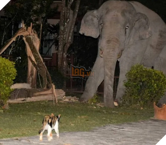 Choáng váng với hình ảnh boss mèo đuổi đánh một con voi đi vào nhà dân để tìm thức ăn