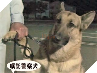 Chú chó nghiệp vụ cực giỏi được tuyên dương nhận thưởng nhưng lại xấu hổ bám chủ mãi không buông