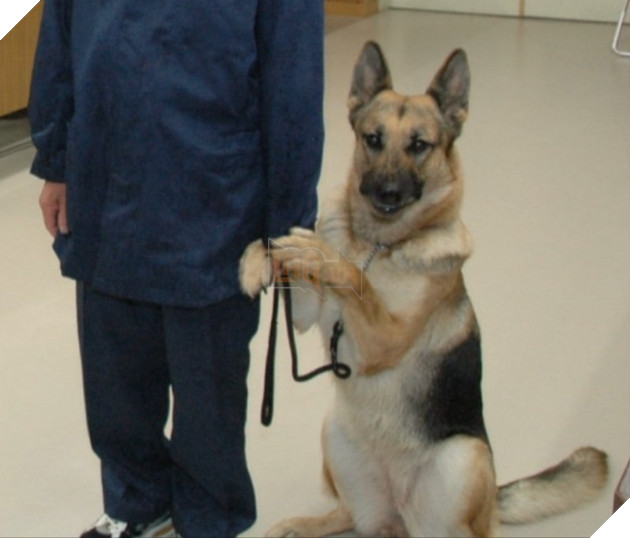 Chú chó nghiệp vụ cực giỏi được tuyên dương nhận thưởng nhưng lại xấu hổ bám chủ mãi không buông 4