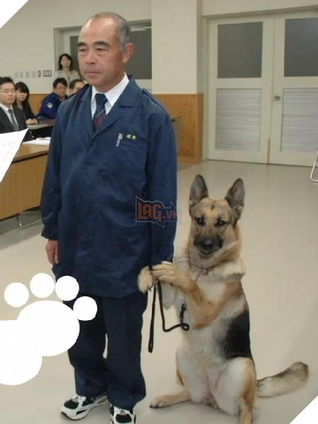 Chú chó nghiệp vụ cực giỏi được tuyên dương nhận thưởng nhưng lại xấu hổ bám chủ mãi không buông 3