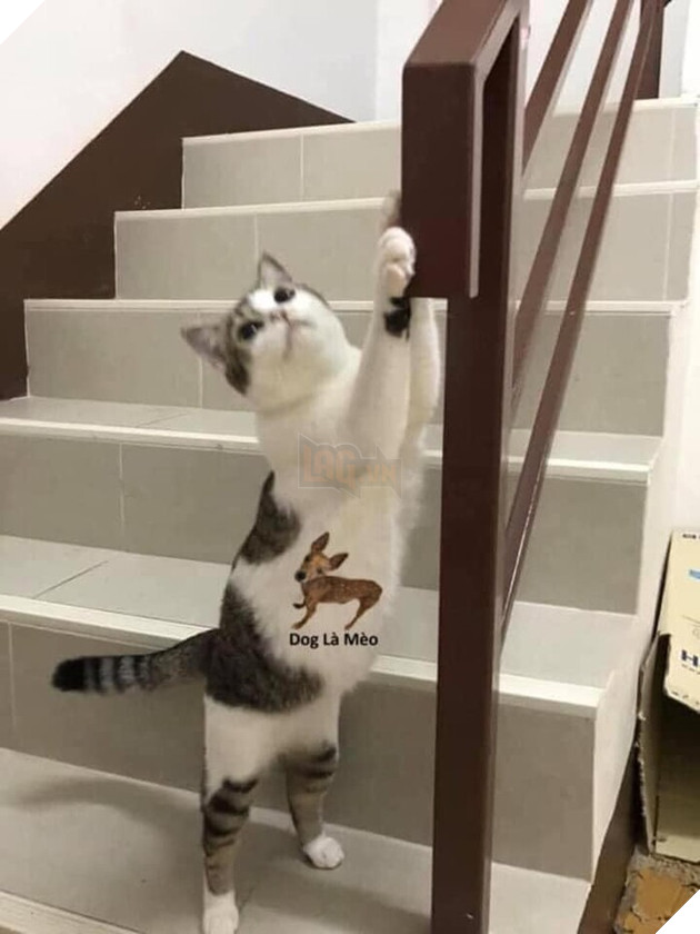 Thấy mèo cưng cào nắm tay cầu thang, vợ vô tình phát hiện bí mật động trời của chồng Ảnh 2