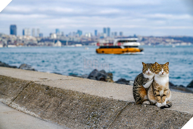 Cư dân mạng như tan chảy với loạt ảnh lũ mèo hoang cực kì hiền lành và thân thiện 6