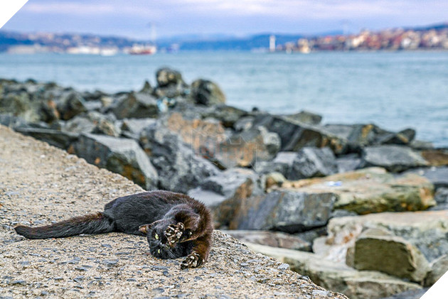 Cư dân mạng như tan chảy với loạt ảnh lũ mèo hoang cực kì hiền lành và thân thiện 7