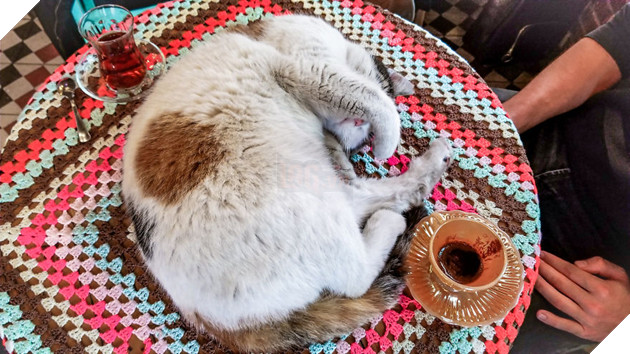 Cư dân mạng như tan chảy với loạt ảnh lũ mèo hoang cực kì hiền lành và thân thiện 8