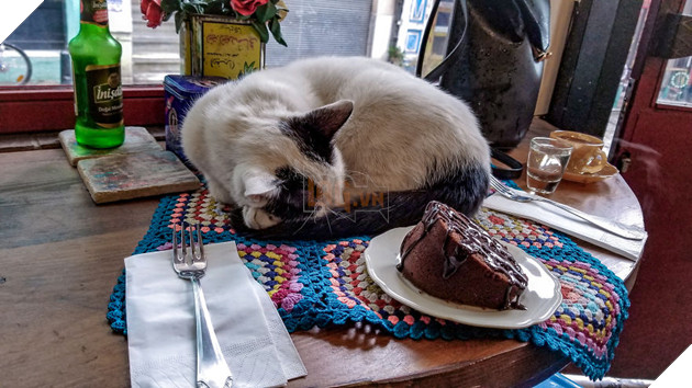 Cư dân mạng như tan chảy với loạt ảnh lũ mèo hoang cực kì hiền lành và thân thiện 9