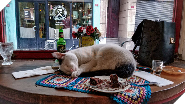 Cư dân mạng như tan chảy với loạt ảnh lũ mèo hoang cực kì hiền lành và thân thiện 10