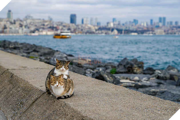 Cư dân mạng như tan chảy với loạt ảnh lũ mèo hoang cực kì hiền lành và thân thiện 3