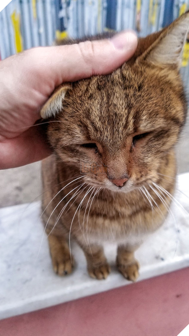 Cư dân mạng như tan chảy với loạt ảnh lũ mèo hoang cực kì hiền lành và thân thiện 11