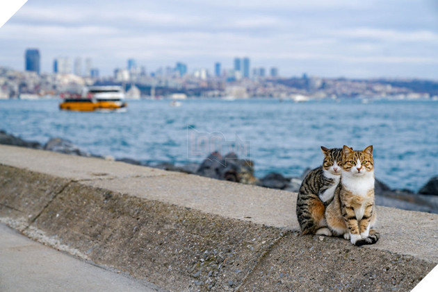 Cư dân mạng như tan chảy với loạt ảnh lũ mèo hoang cực kì hiền lành và thân thiện 4