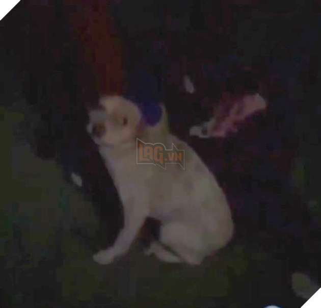 Video chú chó bốc cháy như ngọn đuốc sống lan truyền chóng mặt trên MXH, cảnh sát điều tra biết được sự thật man rợ về trò đùa của đám trẻ con - Ảnh 1.