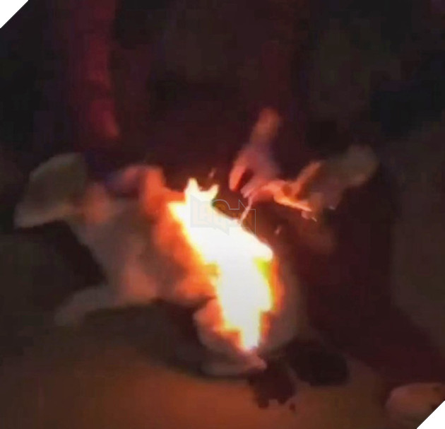 Video chú chó bốc cháy như ngọn đuốc sống lan truyền chóng mặt trên MXH, cảnh sát điều tra biết được sự thật man rợ về trò đùa của đám trẻ con - Ảnh 2.