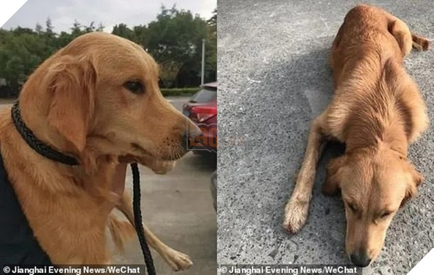  
Sau khi đi quãng đường hơn 100km, Bình An được tìm thấy trong tình trạng bị thương, thiếu dinh dưỡng và buồn bã. (Ảnh: Jianghai Evening News)