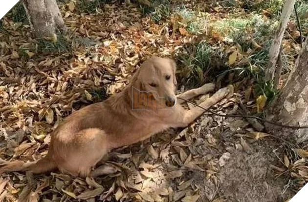  
Bình An đã được đem đi xa để nhờ người khác nuôi trong một thời gian. (Ảnh: Ettoday)