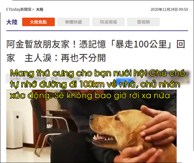  
Câu chuyện về chú chó thuộc giống Golden Retriever tìm đường về nhà khiến nhiều người chú ý. (Ảnh: Chụp màn hình​) 