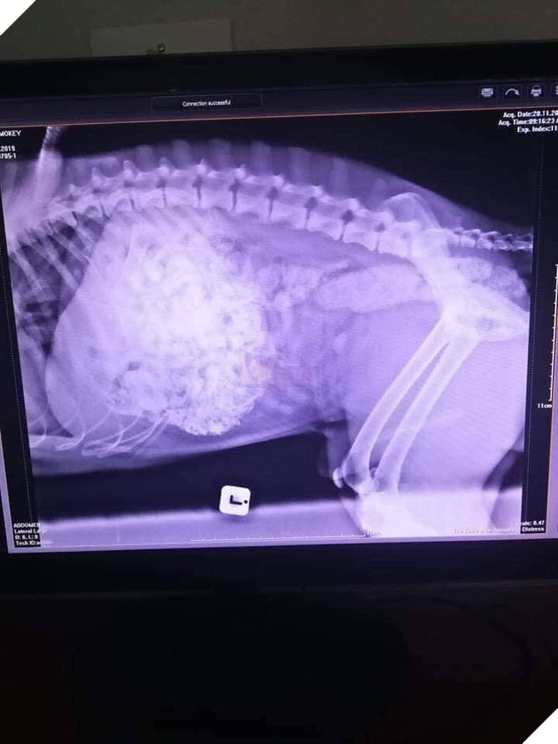  
Hình ảnh chụp Xquang bụng chú chó có quá nhiều xương thừa. (Ảnh: FB H.T.)