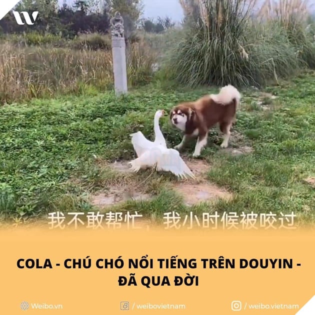 COLA Husky siêu quậy của Douyin đã qua đời vì bệnh tim 2