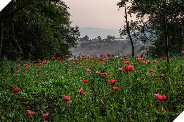  Chuyện lạ có thật Các băng đảng ma tuý tràn lên Tik Tok để... chiêu mộ thành viên