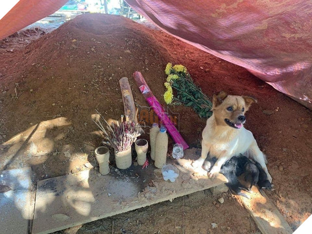  
Cô chó và đàn con ở bên mộ chủ suốt một tháng qua. (Ảnh: Thành Phố Hội An)