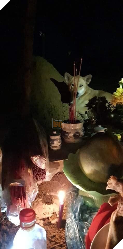  
Mưa gió, lũ quét, mọi người đi sơ tán nhưng cô chó vẫn túc trực không rời. (Ảnh: Thành Phố Hội An)