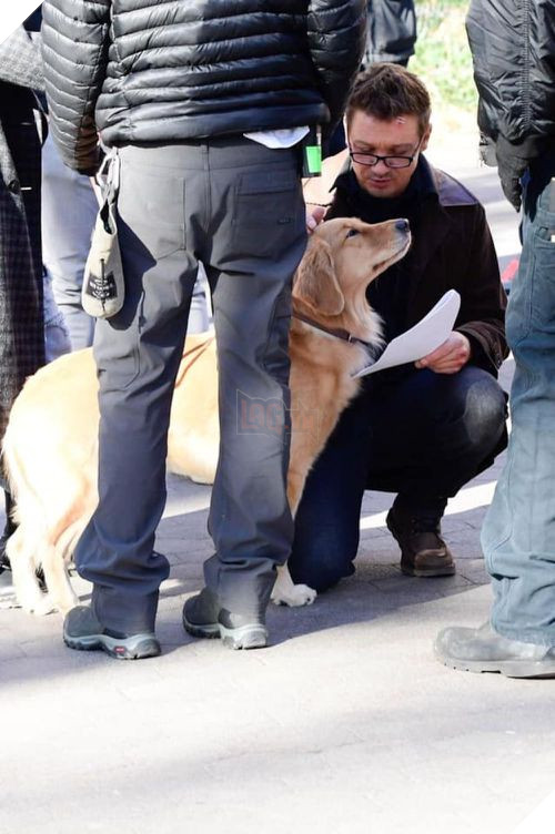 Kẻ chiếm spotlight nhất series Hawkeye đang siêu hot lại là... một chú chó gâu đần ? 2