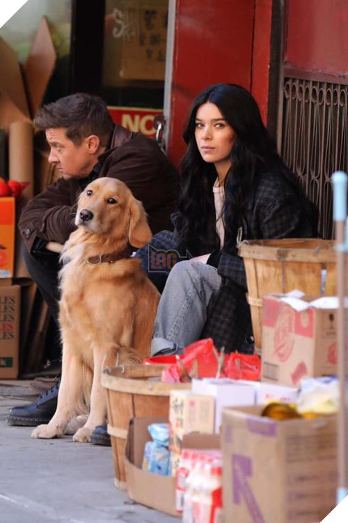 Kẻ chiếm spotlight nhất series Hawkeye đang siêu hot lại là... một chú chó gâu đần ?