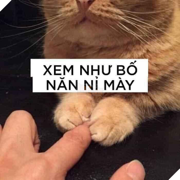 Xem như bố năn nỉ mày