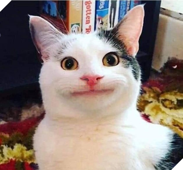 Chú mèo cười có khuôn mặt poker face