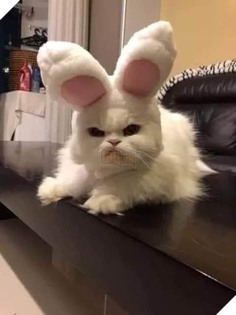 Chú mèo trắng đeo tai thỏ mặt khó chịu