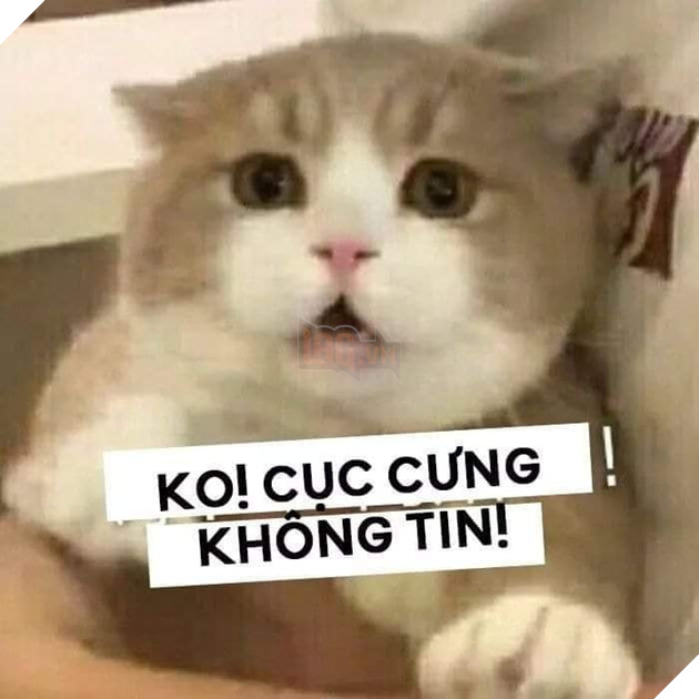 Không, cục cưng không tin! Mèo trố mắt ngạc nhiên