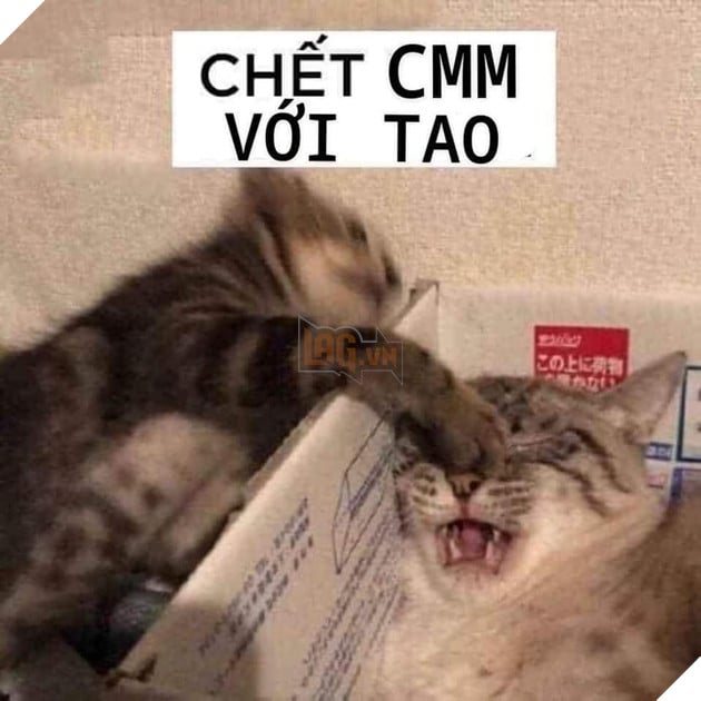 Mèo bị bạn chọc vào mắt nói mày chết cmm với tao