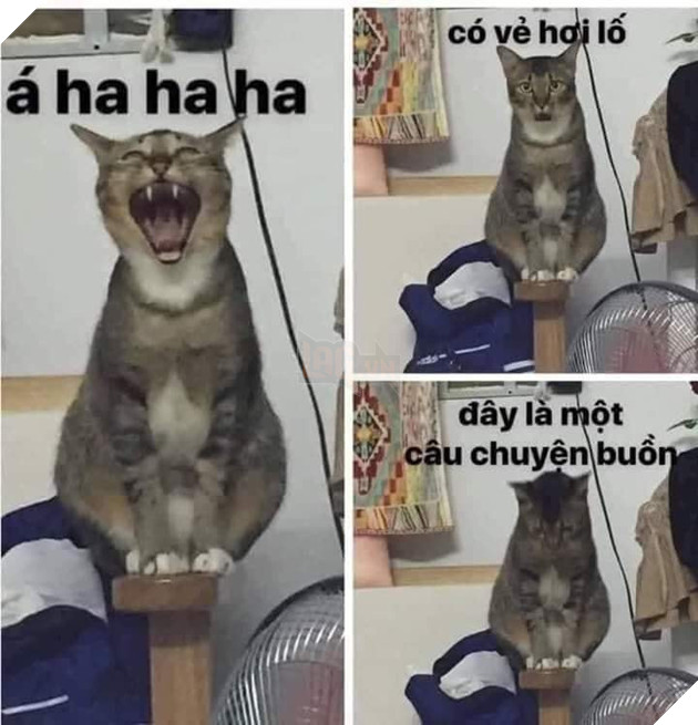 Mèo cười haha nhận ra có vẻ hơi lố vì đó là một câu chuyện buồn