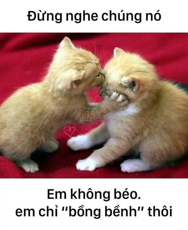 Mèo dỗ dành em không béo chỉ bồng bềnh thôi