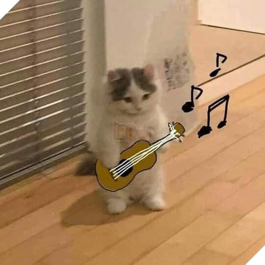 Mèo đứng hay chân chơi đàb guitar