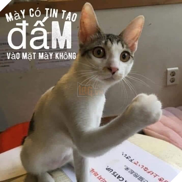 Mèo giơ nắm đấm: Mày có tin tao đấm vào mặt mày không?