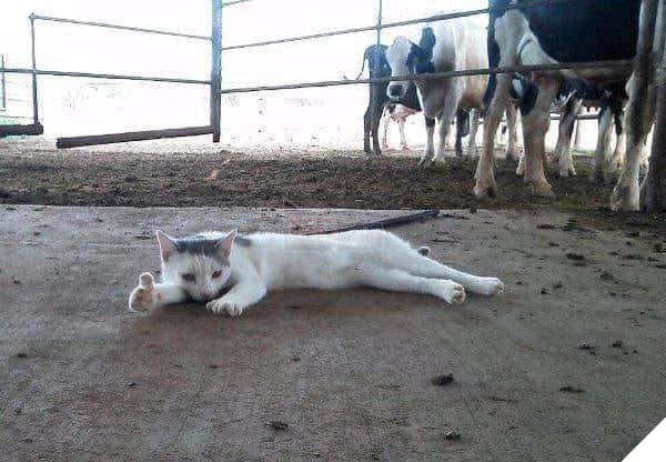 Mèo nằm bệt ở chuồng bò đưa ngón tay like