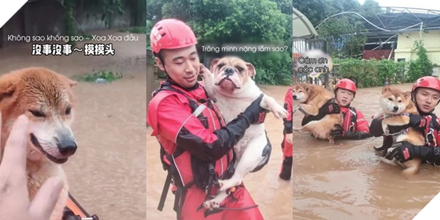  
Những chú chó lần lượt được cứu ra. (Ảnh: Cắt từ clip).