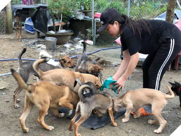 
 Bầy chó cưng lúc nào cũng quấn quýt không rời.