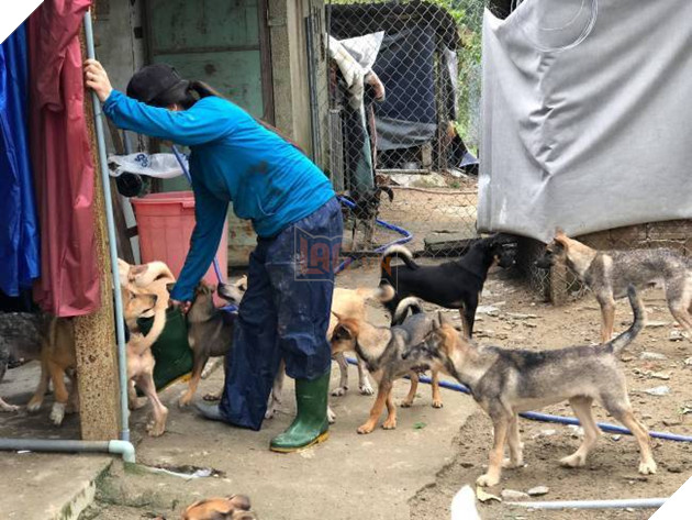 
Dù chủ không quá dư dả nhưng sống ở đây, chó và mèo chưa bao giờ phải chịu đói.