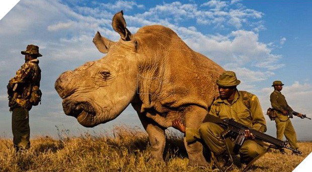 Cái chết của Sudan - chú tê giác trắng cuối cùng và lời cảnh báo đến toàn nhân loại - Ảnh 2.