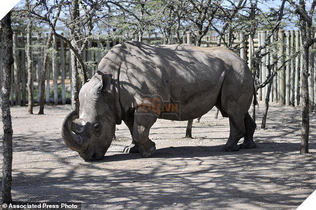 Chú tê giác trắng đực Bắc Phi cuối cùng trên thế giới qua đời - niềm hy vọng mong manh cuối cùng bị dập tắt - Ảnh 3.