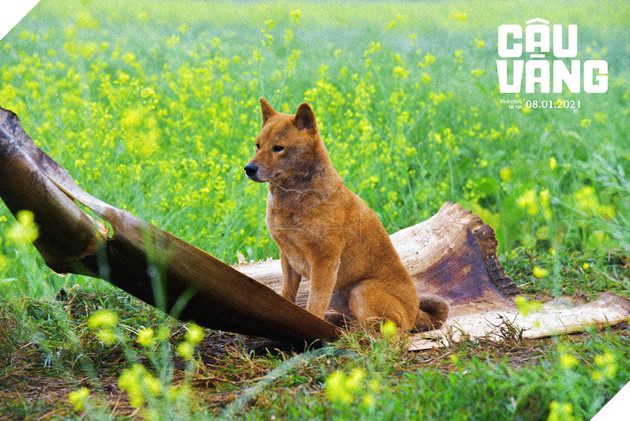 Cậu Vàng tung trailer chính thức, hứa hẹn nhiều tình tiết sáng tạo so với nguyên tác 3