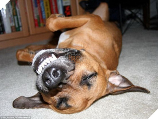 Lmao được dùng như thế nào?