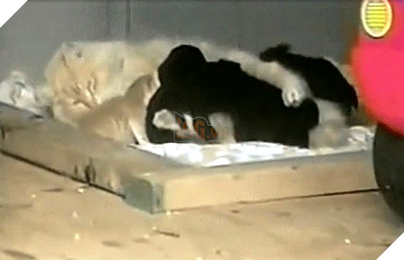 Bắt gặp mèo cưng &quot;đánh cắp&quot; 5 chú chó con, chủ nhân theo dõi thì bắt gặp cảnh khó tin, nguyên nhân đến từ câu chuyện buồn của con vật - Ảnh 3.