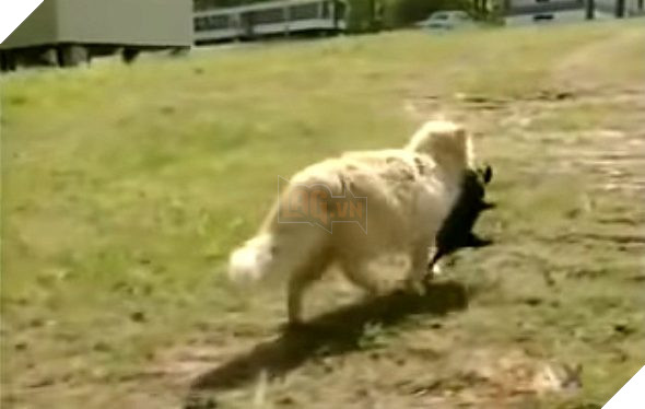 Bắt gặp mèo cưng &quot;đánh cắp&quot; 5 chú chó con, chủ nhân theo dõi thì bắt gặp cảnh khó tin, nguyên nhân đến từ câu chuyện buồn của con vật - Ảnh 1.