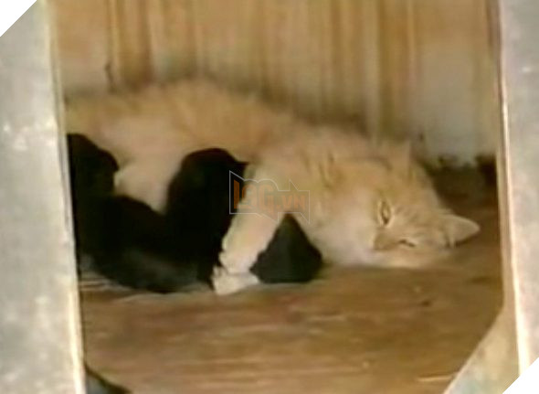 Bắt gặp mèo cưng &quot;đánh cắp&quot; 5 chú chó con, chủ nhân theo dõi thì bắt gặp cảnh khó tin, nguyên nhân đến từ câu chuyện buồn của con vật - Ảnh 4.