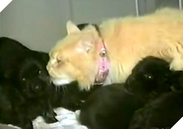 Bắt gặp mèo cưng &quot;đánh cắp&quot; 5 chú chó con, chủ nhân theo dõi thì bắt gặp cảnh khó tin, nguyên nhân đến từ câu chuyện buồn của con vật - Ảnh 2.