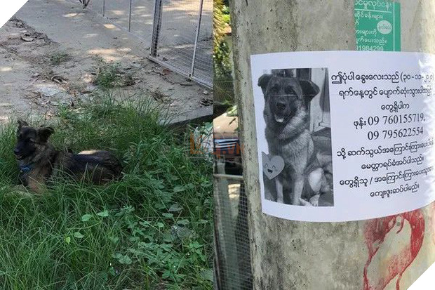 Boss có IQ vô cực: Thấy chân dung in trên tờ rơi tìm chó đi lạc giống mình, bèn ngồi cạnh ung dung chờ sen đến đón - Ảnh 1.