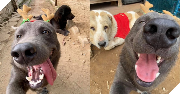  
Trong lúc bạn bè nghiêm túc, thì "anh chàng" Nguyễn Văn Dúi vẫn "láu cá" như thường. (Ảnh: FB Gấu mèo - Nguyễn Văn Dúi)