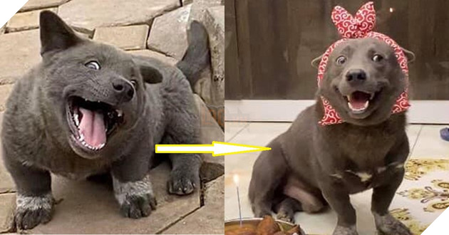  
Nguyễn Văn Dúi vừa thổi nến mừng sinh nhật 1 tuổi của mình. (Ảnh: FB Gấu mèo - Nguyễn Văn Dúi)