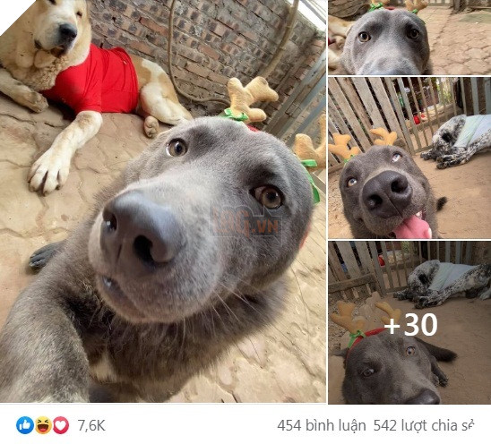  
Dúi vừa ra vườn chụp ảnh cùng bạn bè của mình. (Ảnh: FB Gấu mèo - Nguyễn Văn Dúi)